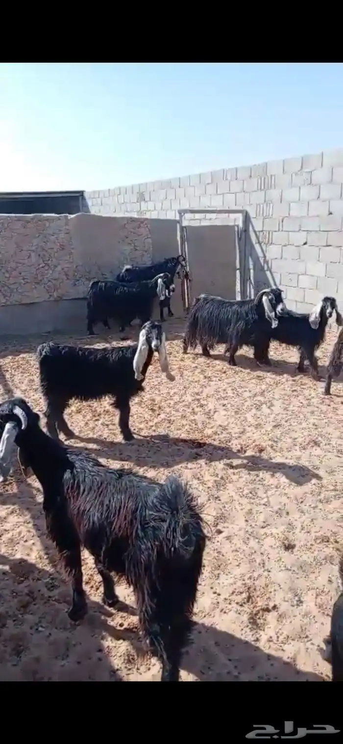 معزا عوارض 1