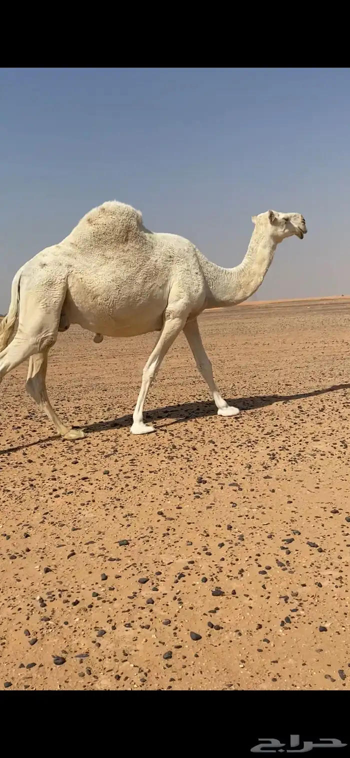 ناقه عفراء لقحه ملاقي قريب ولاد 3