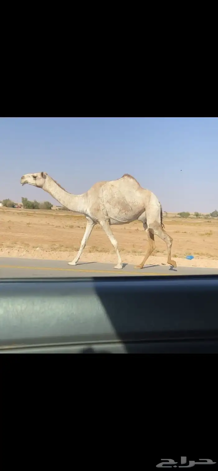 ضريبه حمرا كفو 2