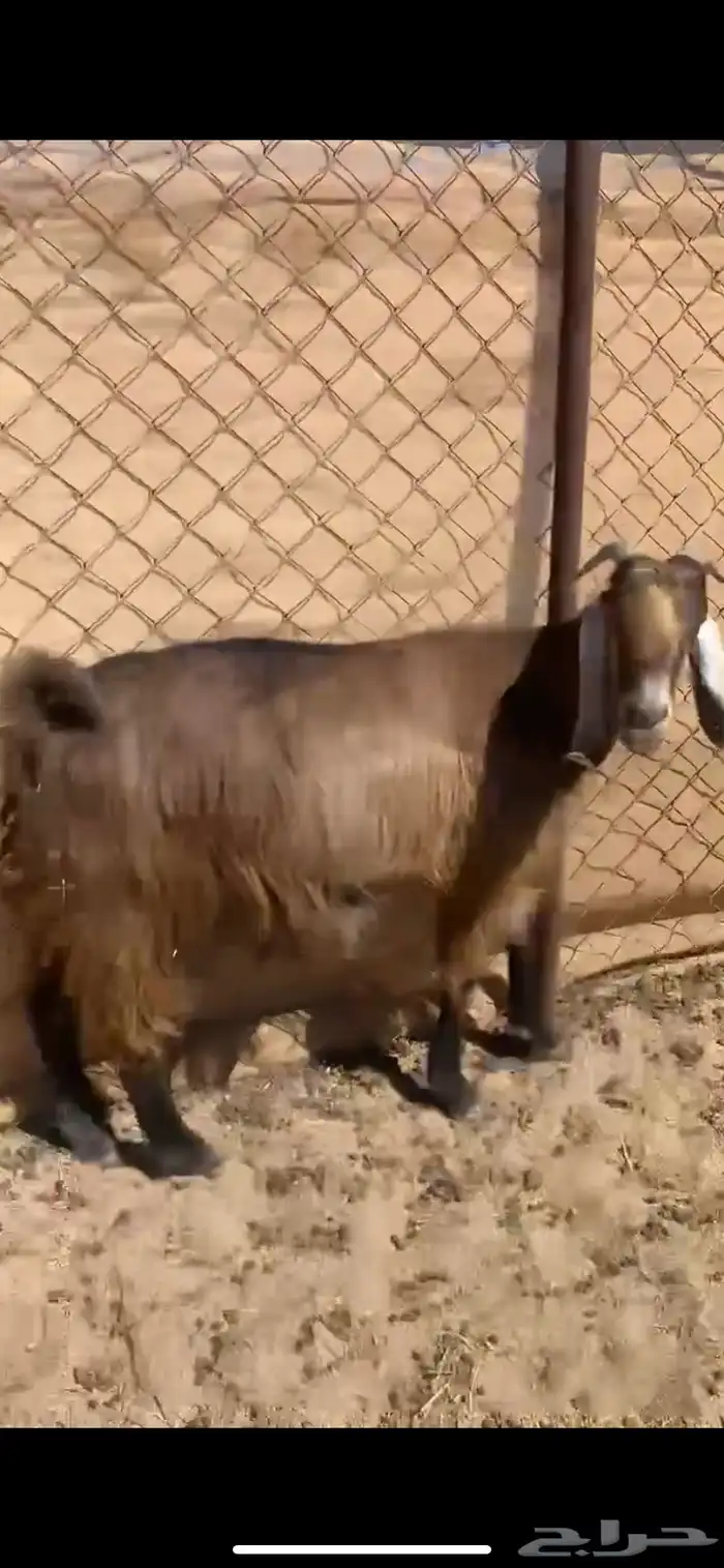 11 من المعزا 5