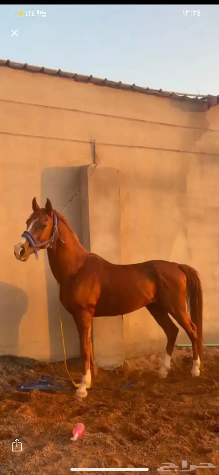 حصان شعبي للبيع 0