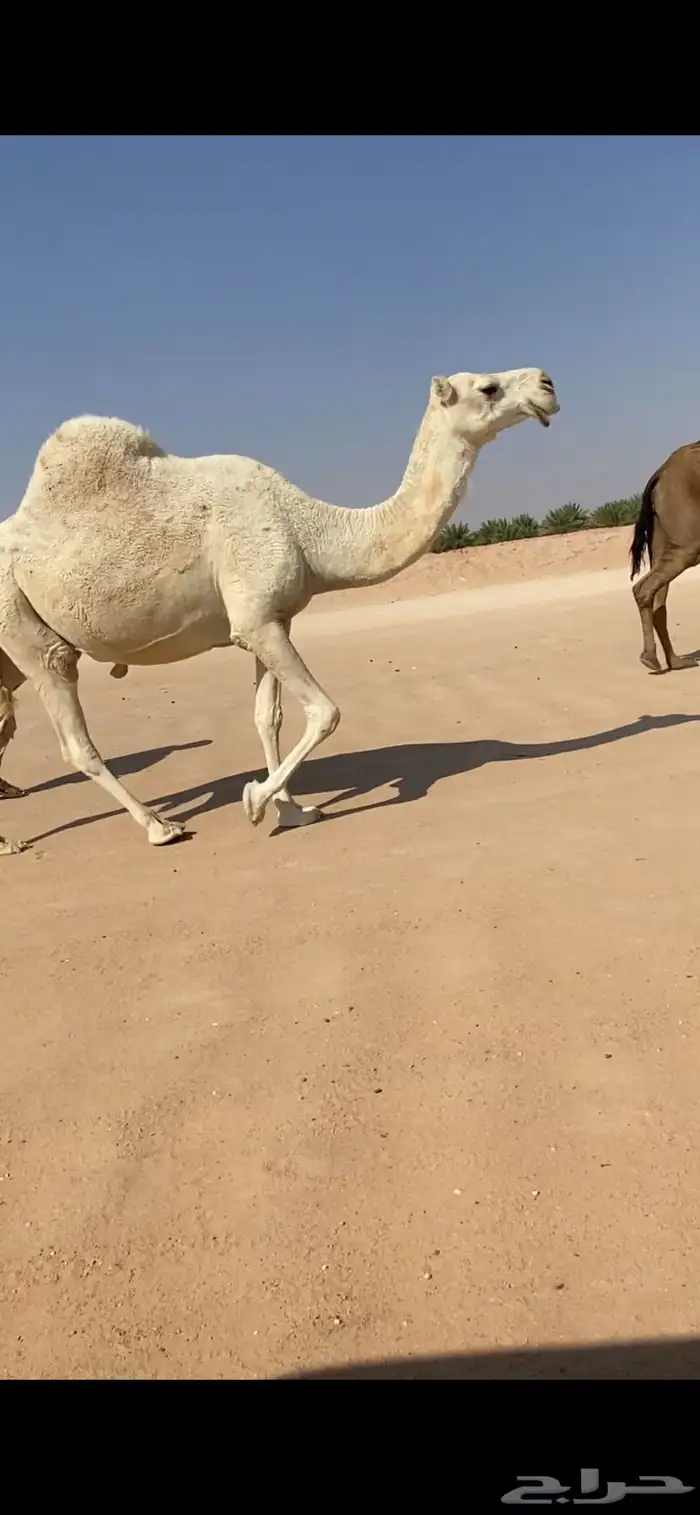 ناقه عفراء لقحه ملاقي قريب ولاد 2