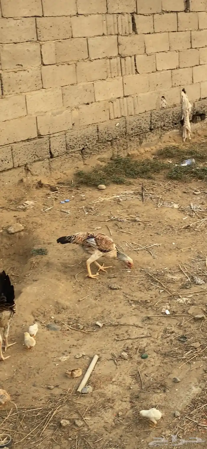 دجاجة فارسي 0