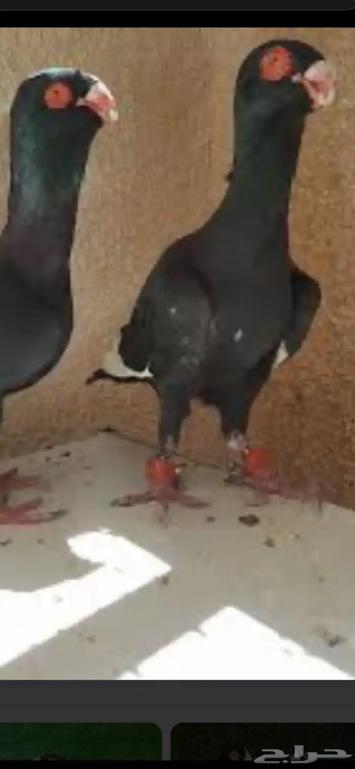 حمام مساويد 1