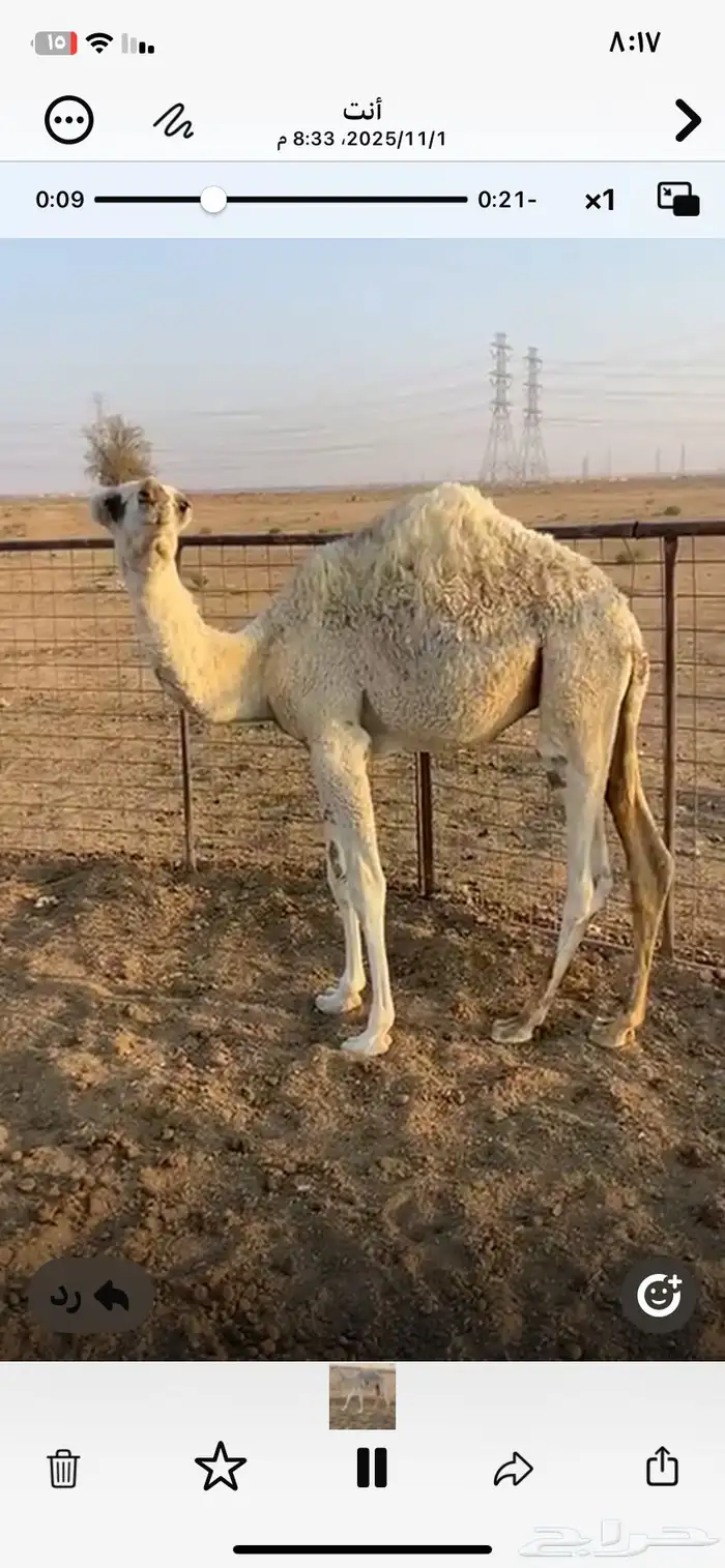 للبيع قعود طيب عمره 7شهور 1