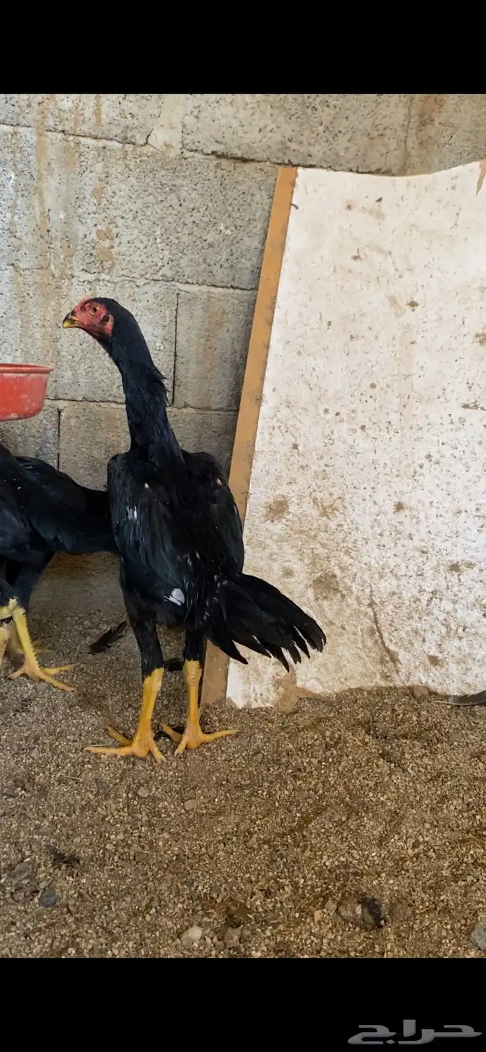 شامو الماني 0