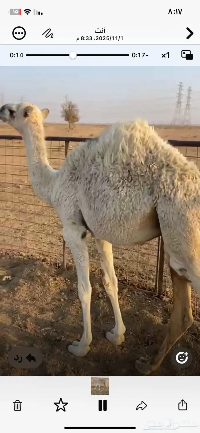 للبيع قعود طيب عمره 7شهور 0