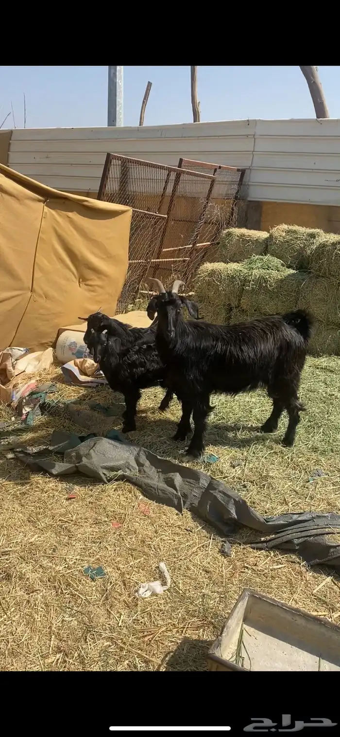 شاه بيهيم عليها تيس وعناق ودافع سنعها رباع مقشع سديس مشروطه 2