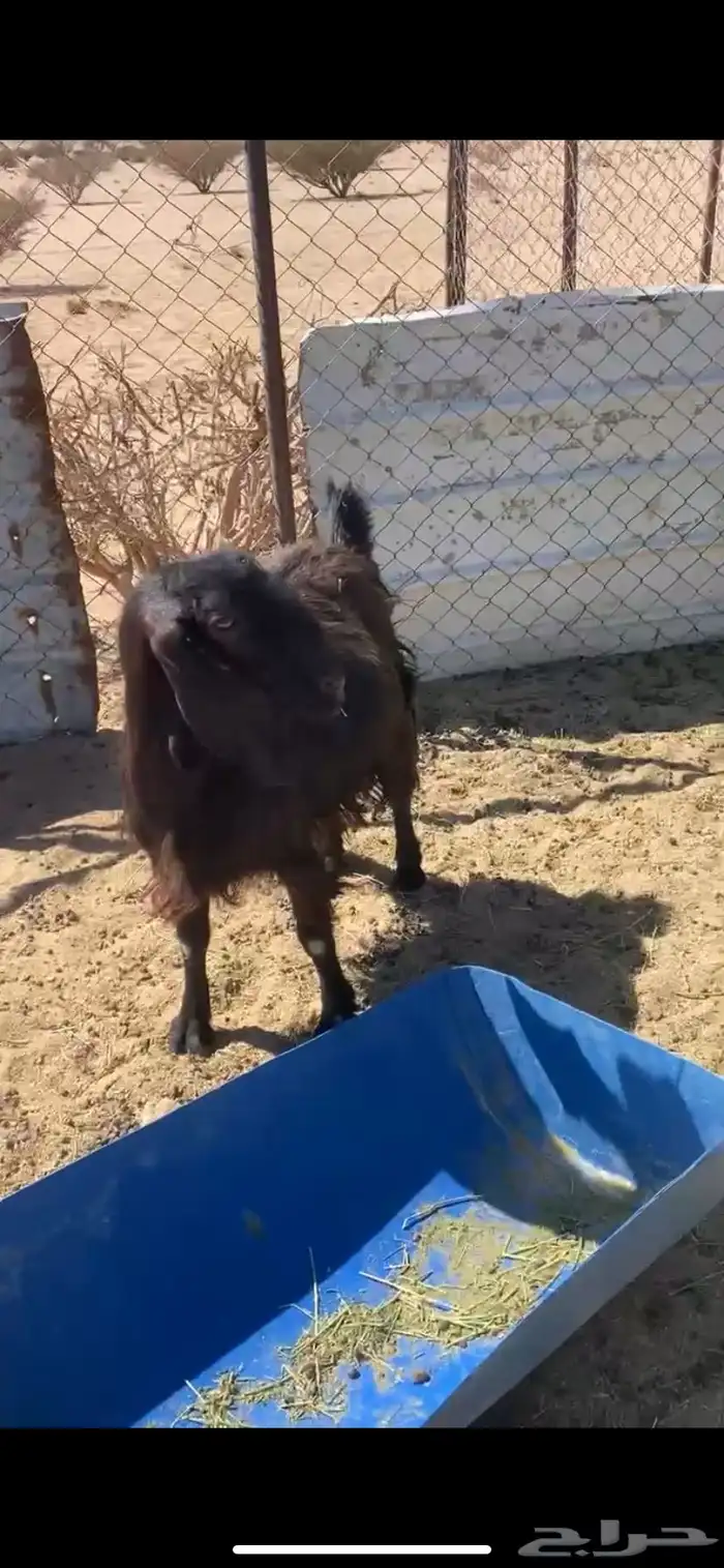 11 من المعزا 6