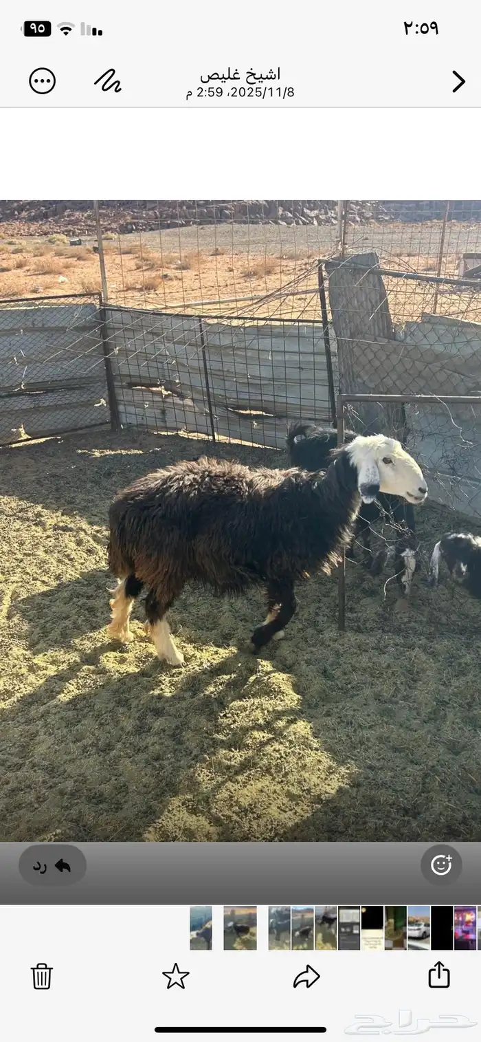 تيسين و رخله الأعمار من 6 إلى7 انضاف من الحبون شحم ولحم 4