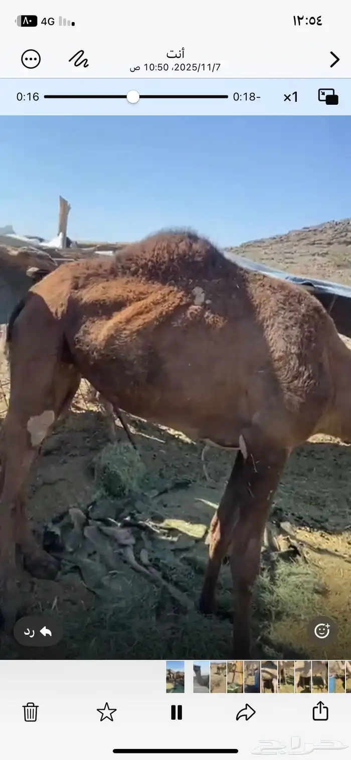 ناقه لقحه لها 5 شهور 0