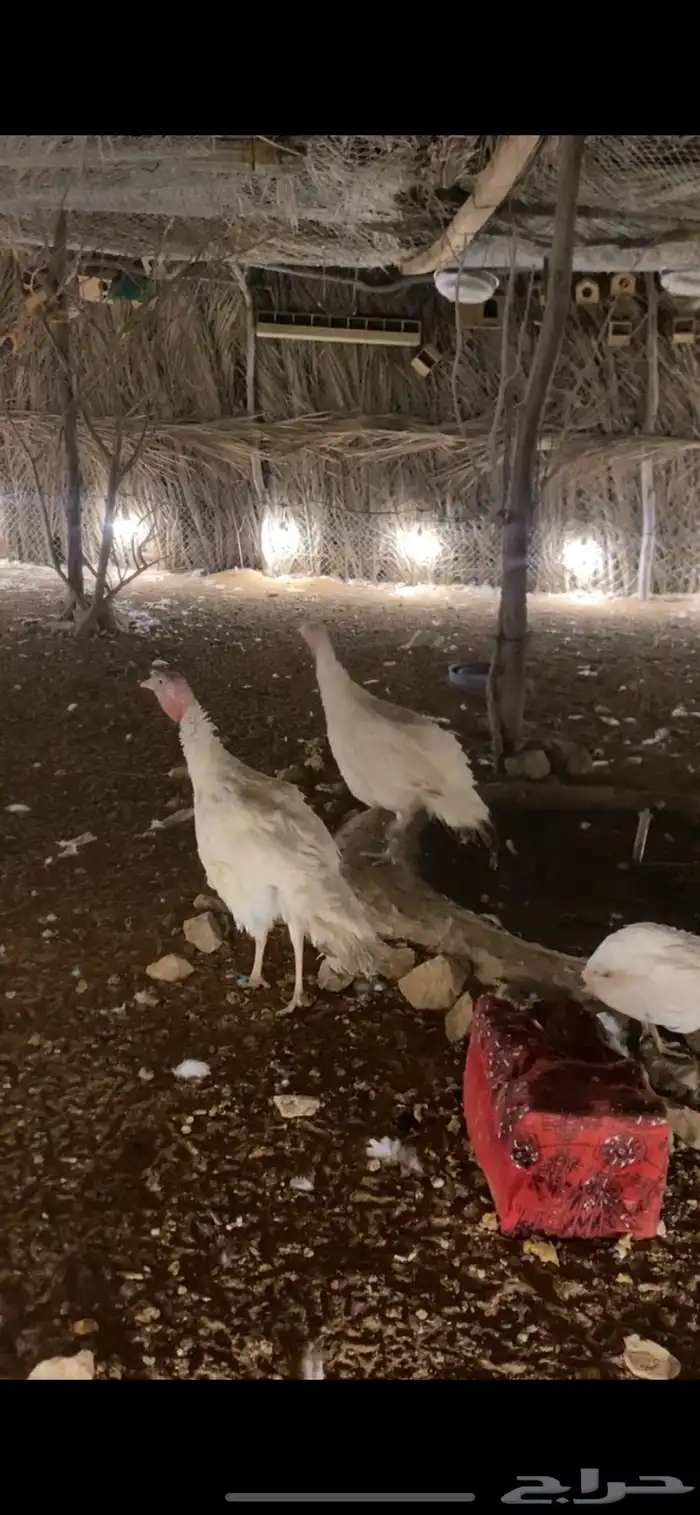 ديك ودجاجه رومي 1