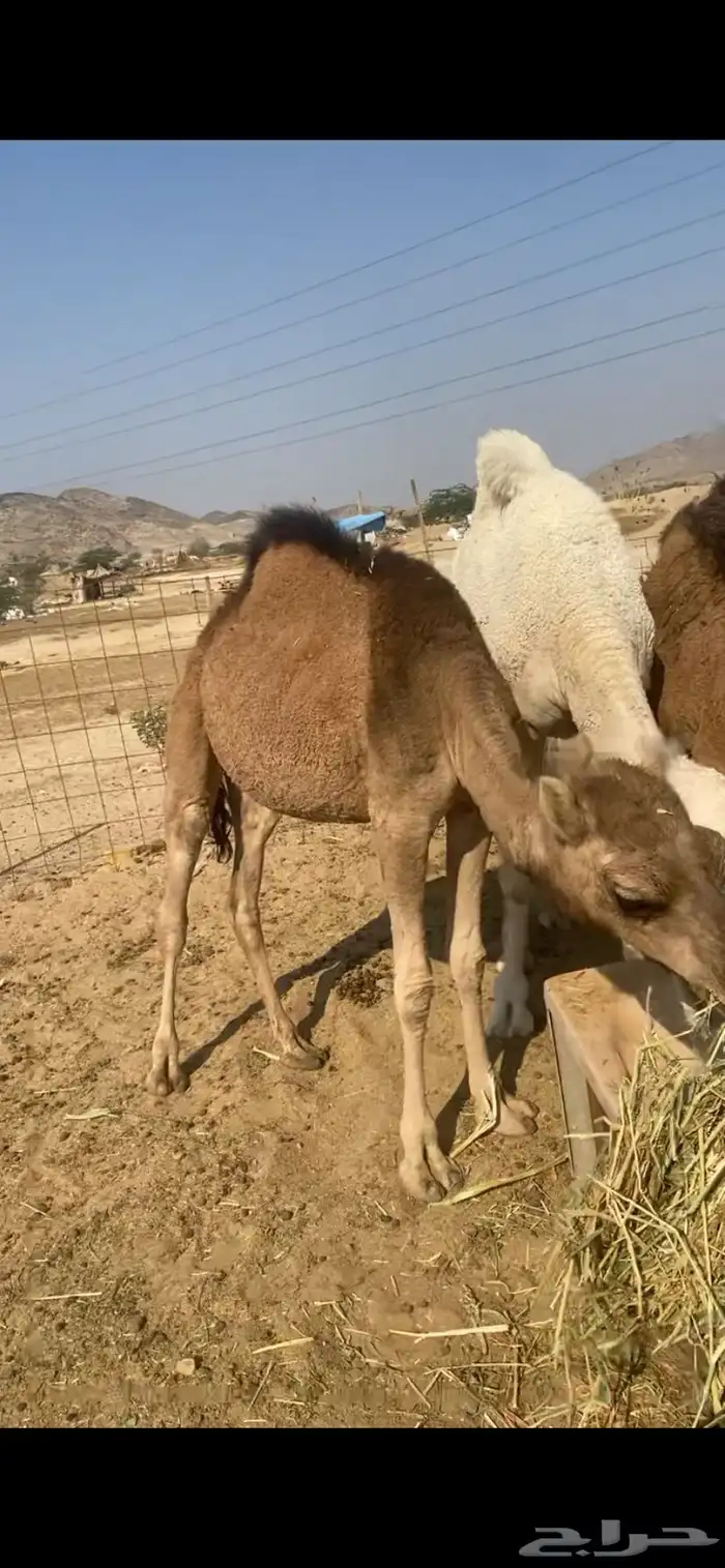 قعودين وبكره 1