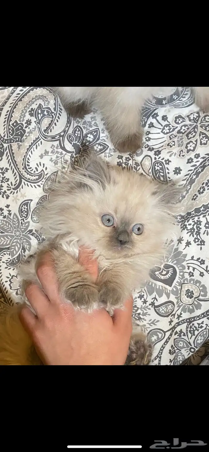 قط هيمالايا 2