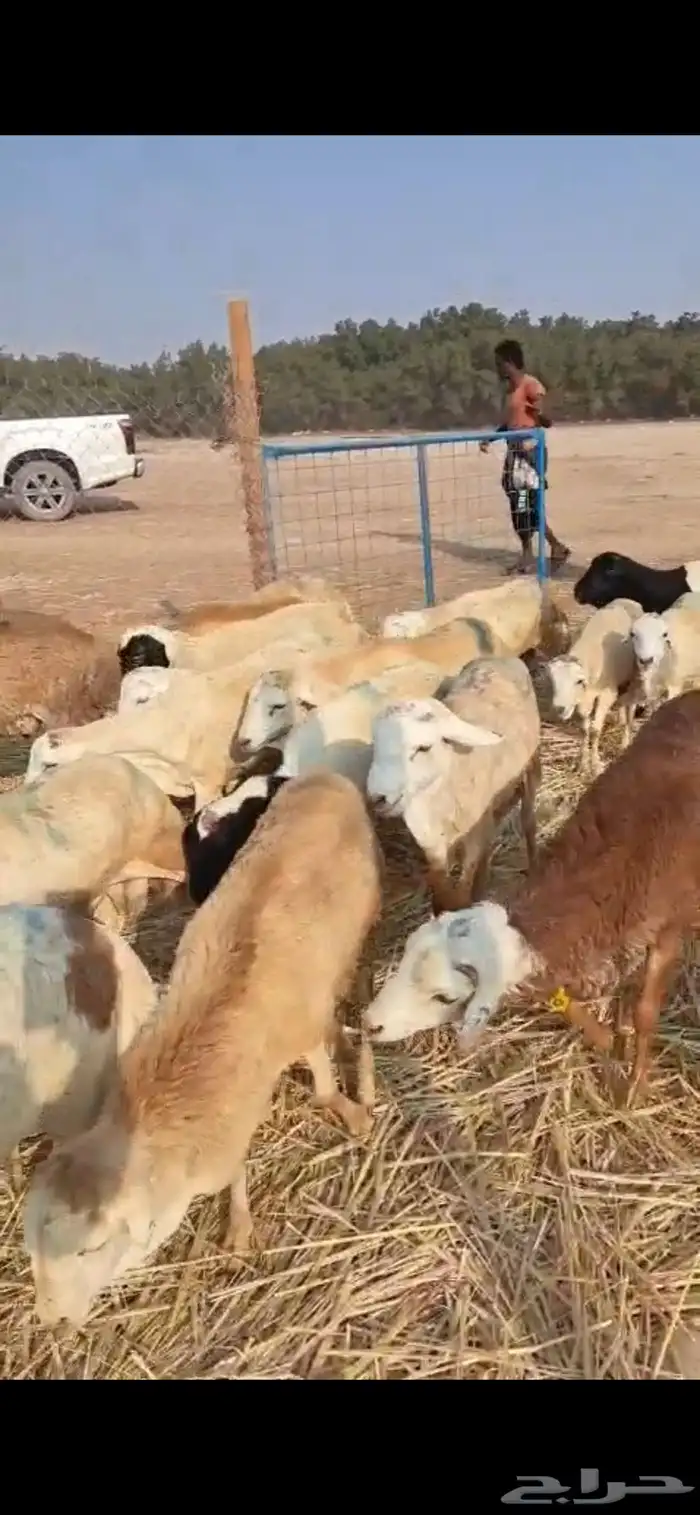 رفيدي جمله 5