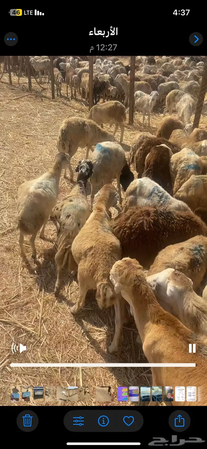 رفيدي جمله 2