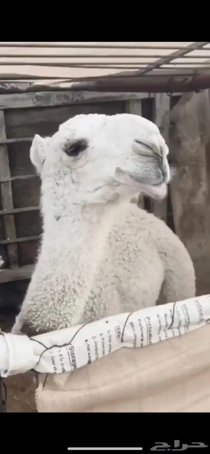 ناقه عفراء لقحه ملاقي قريب ولاد 4