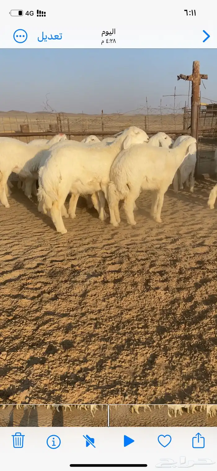 غنم صنف مقاني 7