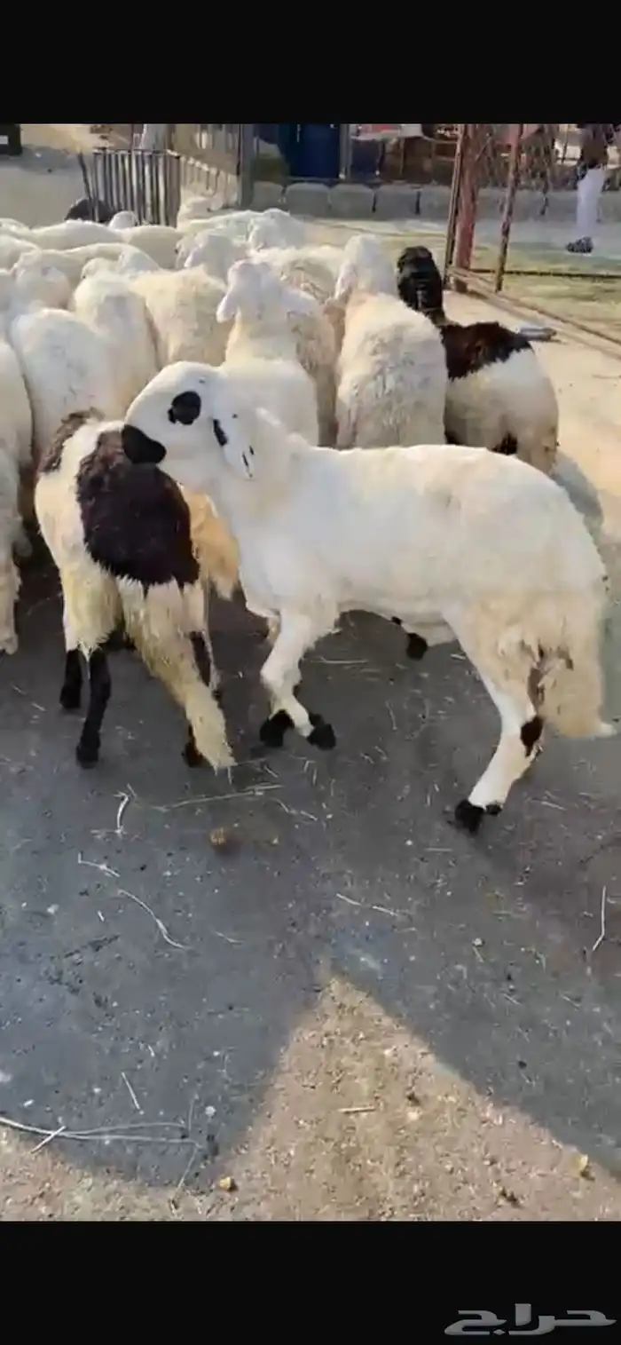 طليان حرية ذبائح ثلاجة 0