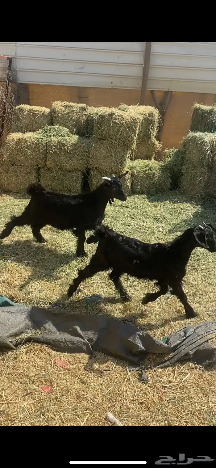 شاه بيهيم عليها تيس وعناق ودافع سنعها رباع مقشع سديس مشروطه 5