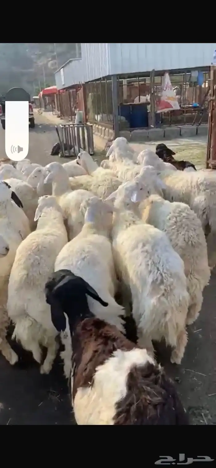 طليان حرية ذبائح ثلاجة 1