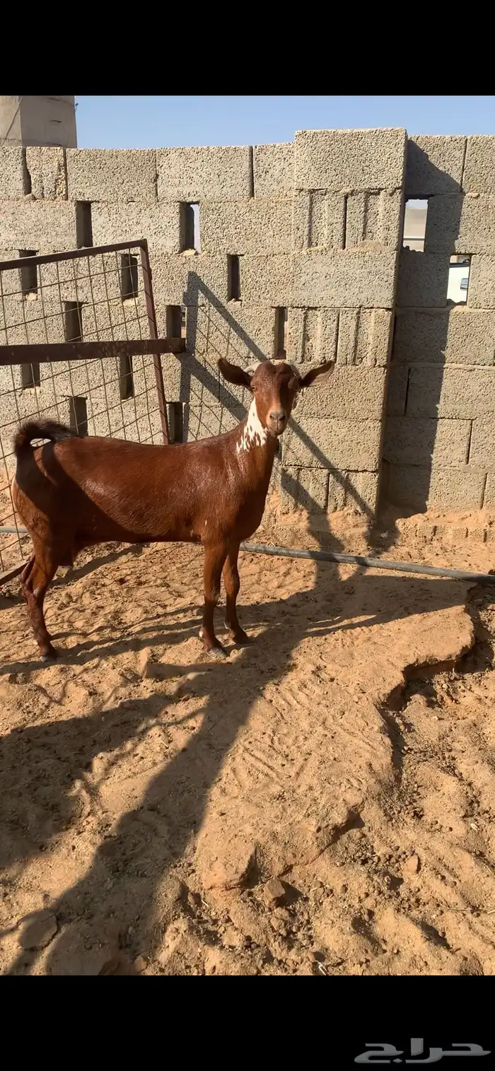 عنز جنوبيه 1