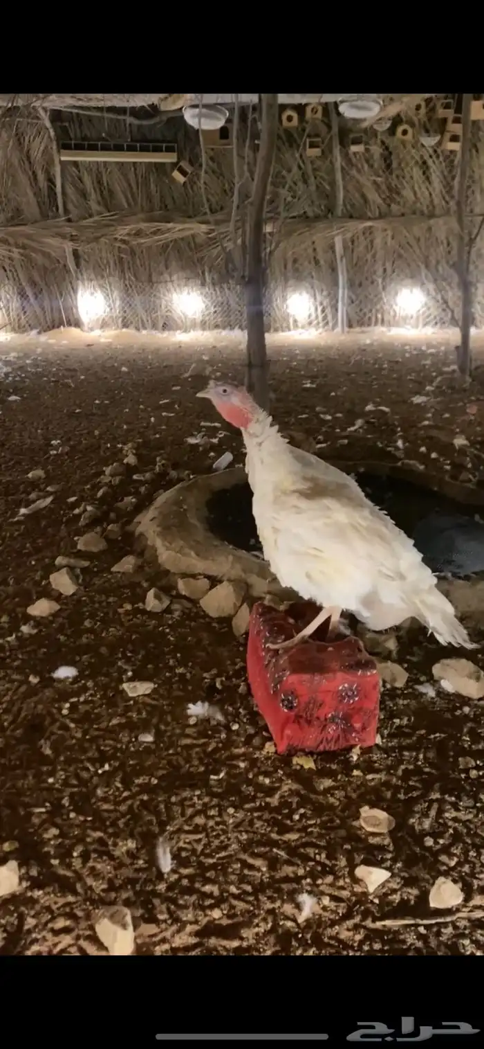 ديك ودجاجه رومي 0