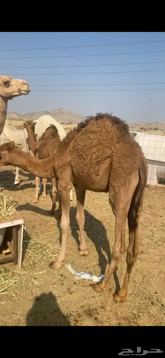 قعودين وبكره 0