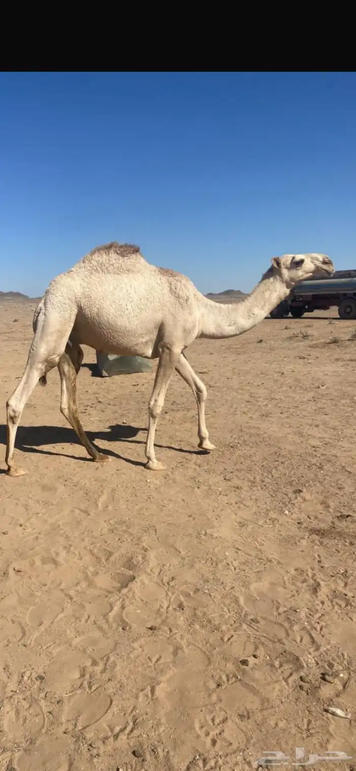 قعود للبيع 1