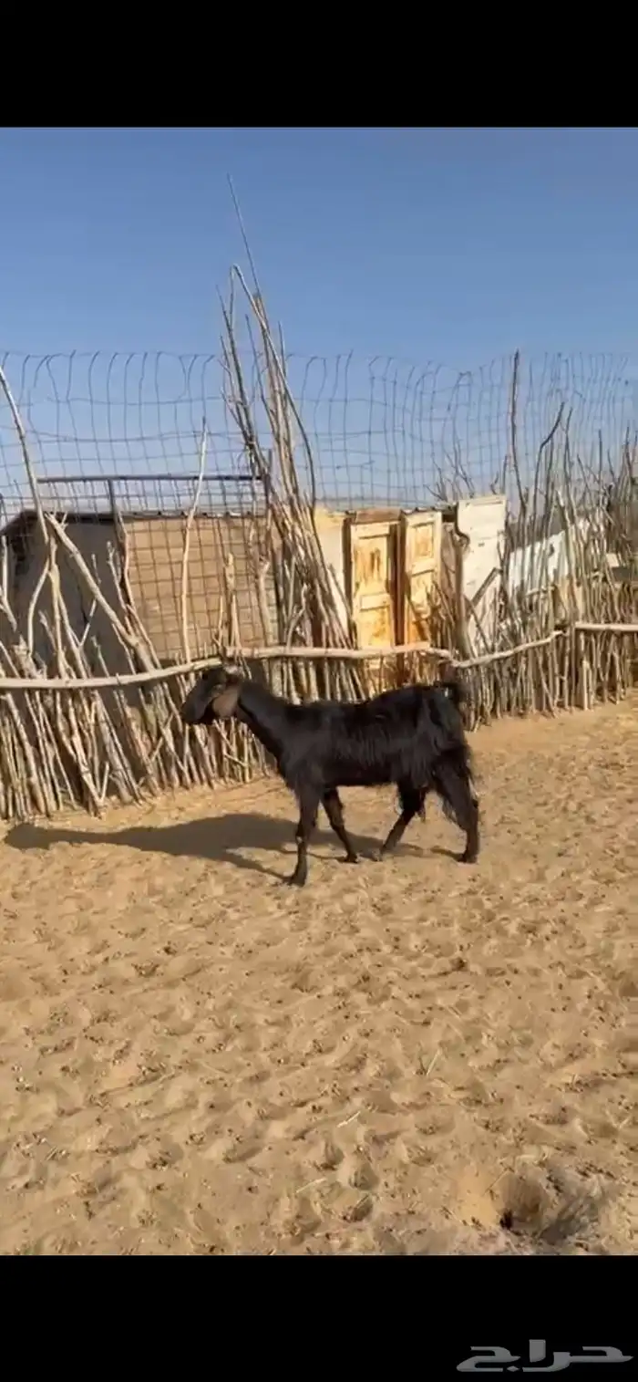 ثلاث معز للبيع 2