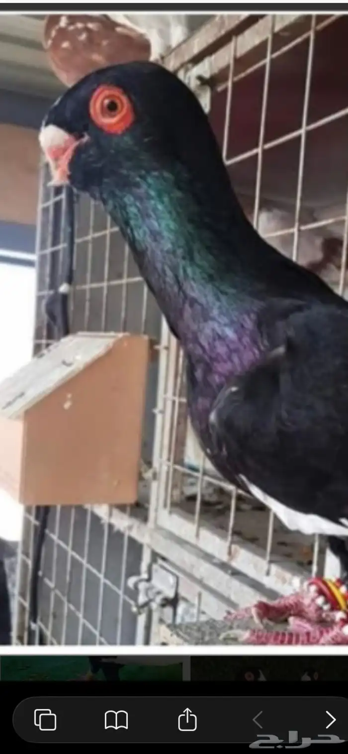 حمام مساويد 0