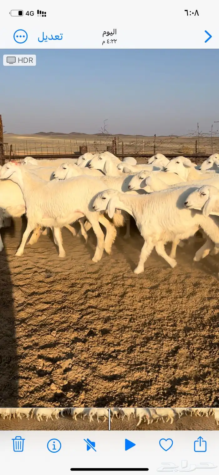 غنم صنف مقاني 0