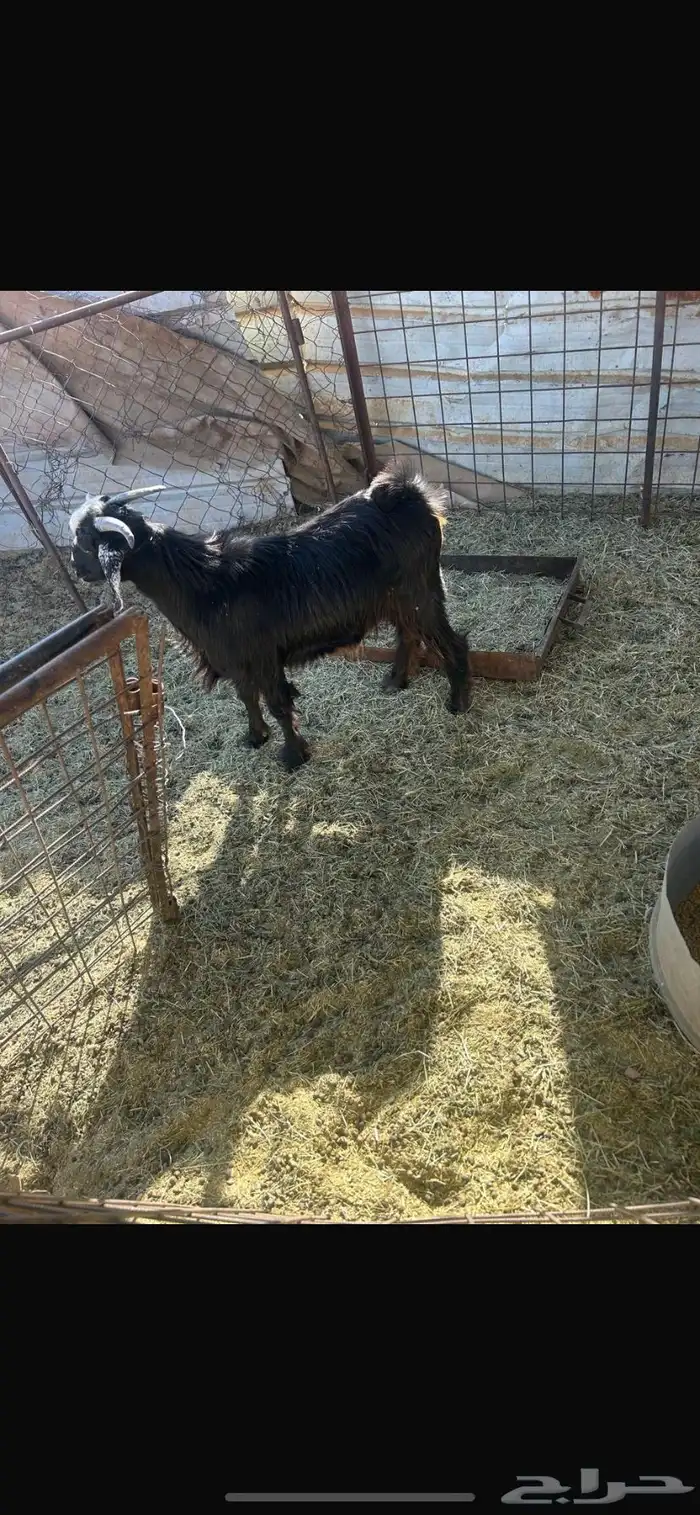 تيسين و رخله الأعمار من 6 إلى7 انضاف من الحبون شحم ولحم 0