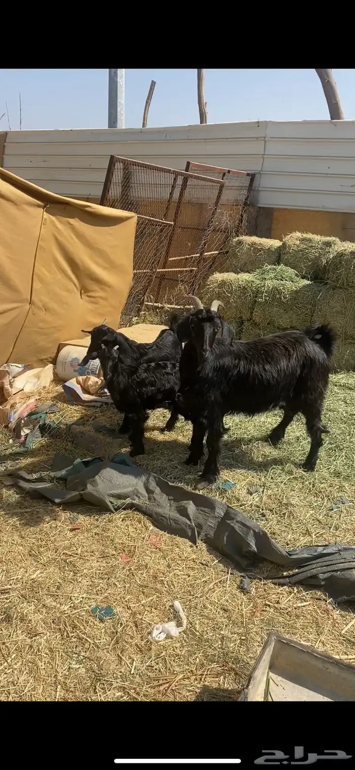 شاه بيهيم عليها تيس وعناق ودافع سنعها رباع مقشع سديس مشروطه 0