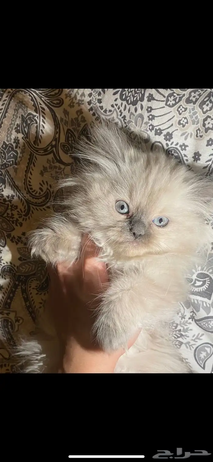 قط هيمالايا 0