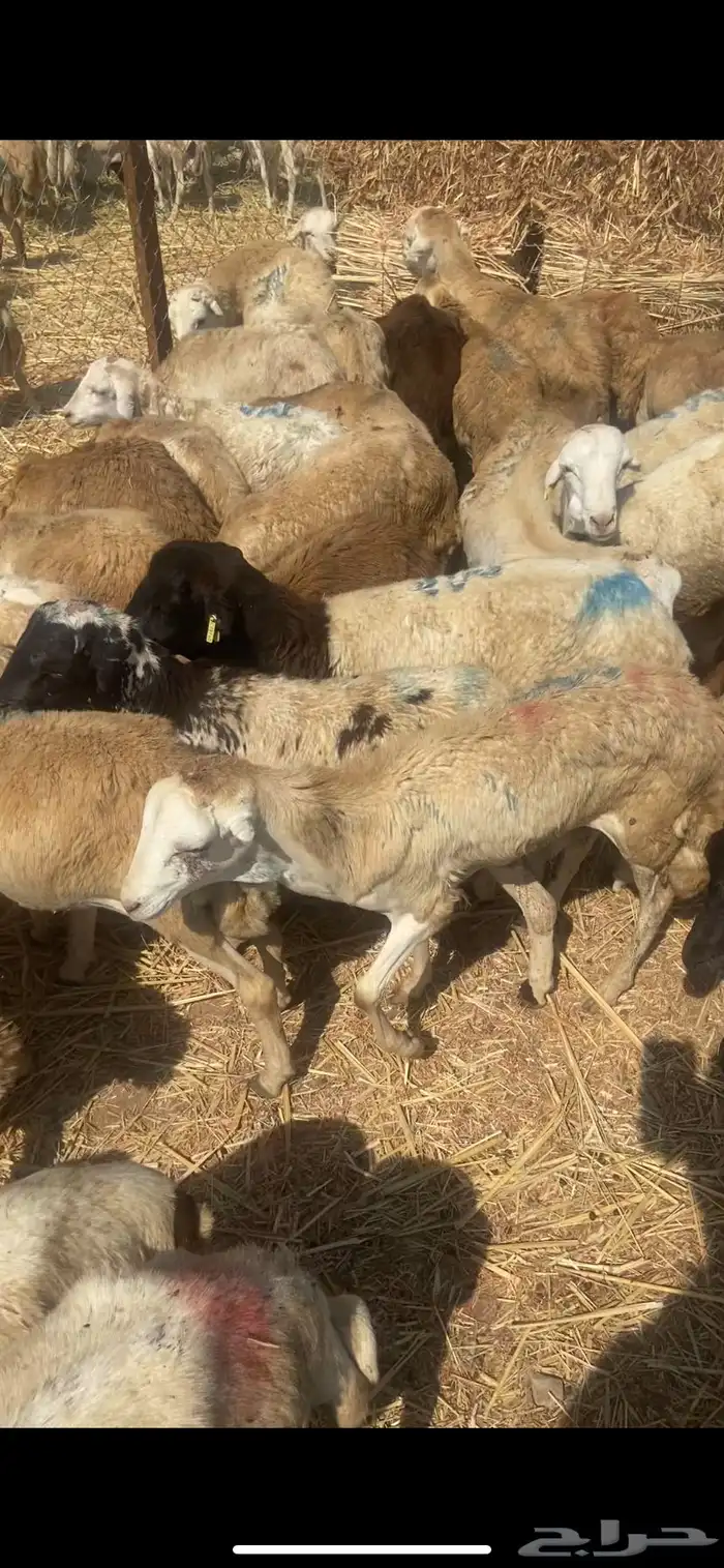 رفيدي جمله 0