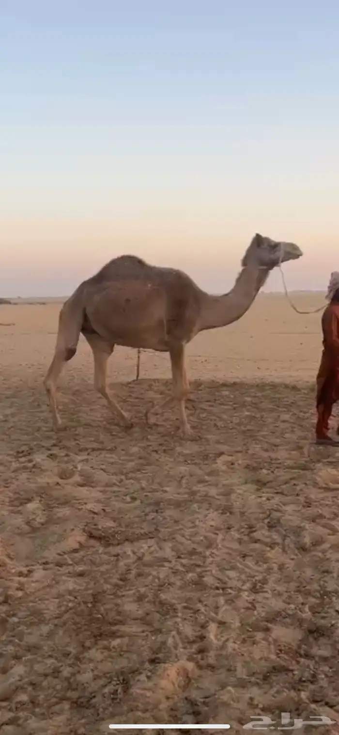 عشرا مهجنه جاهزه للمناخ 0