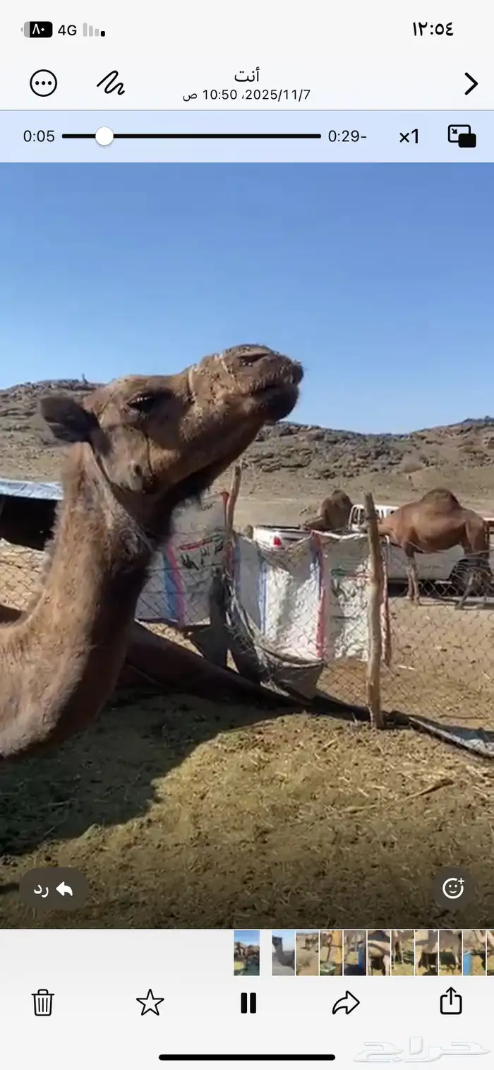 ناقه لقحه لها 5 شهور 4