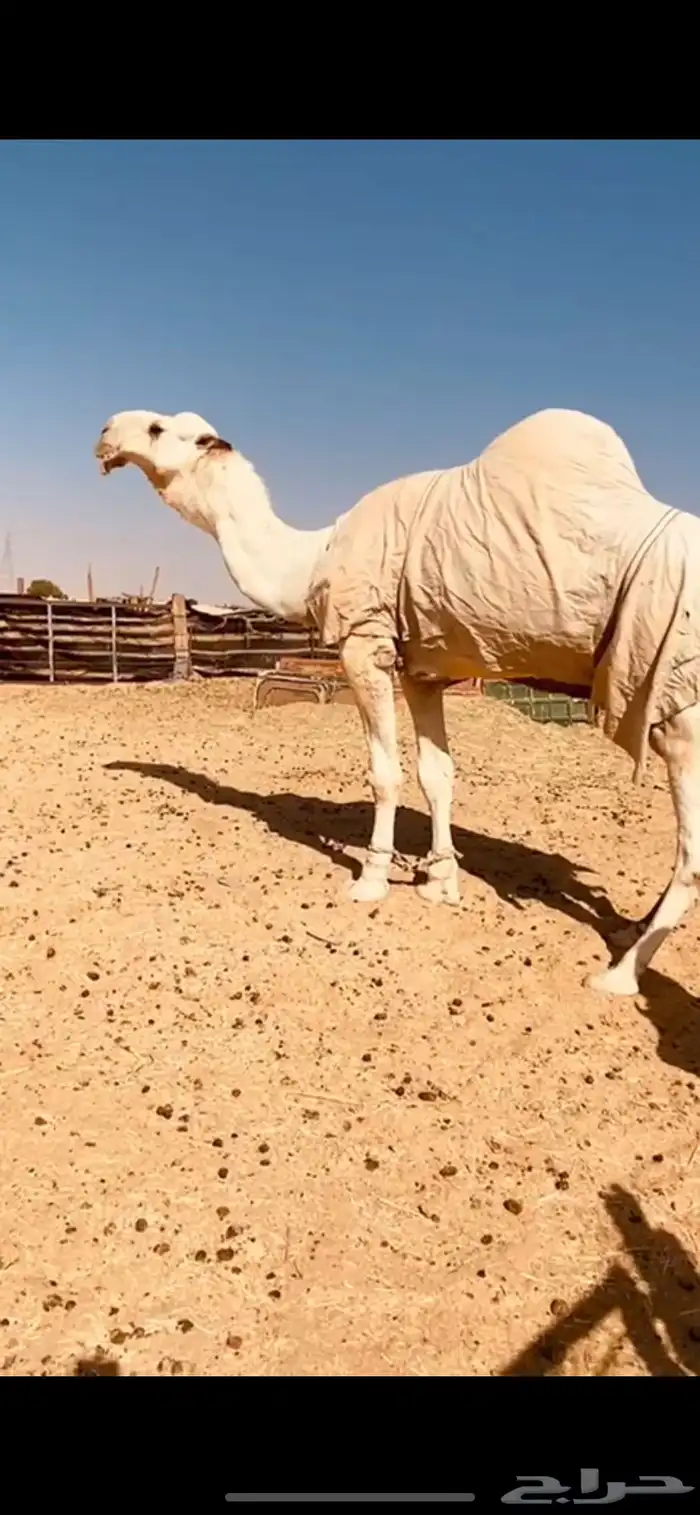 ناقه عفراء لقحه ملاقي قريب ولاد 6