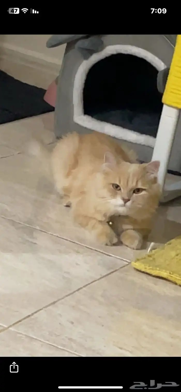 قط ذكر معقم 0