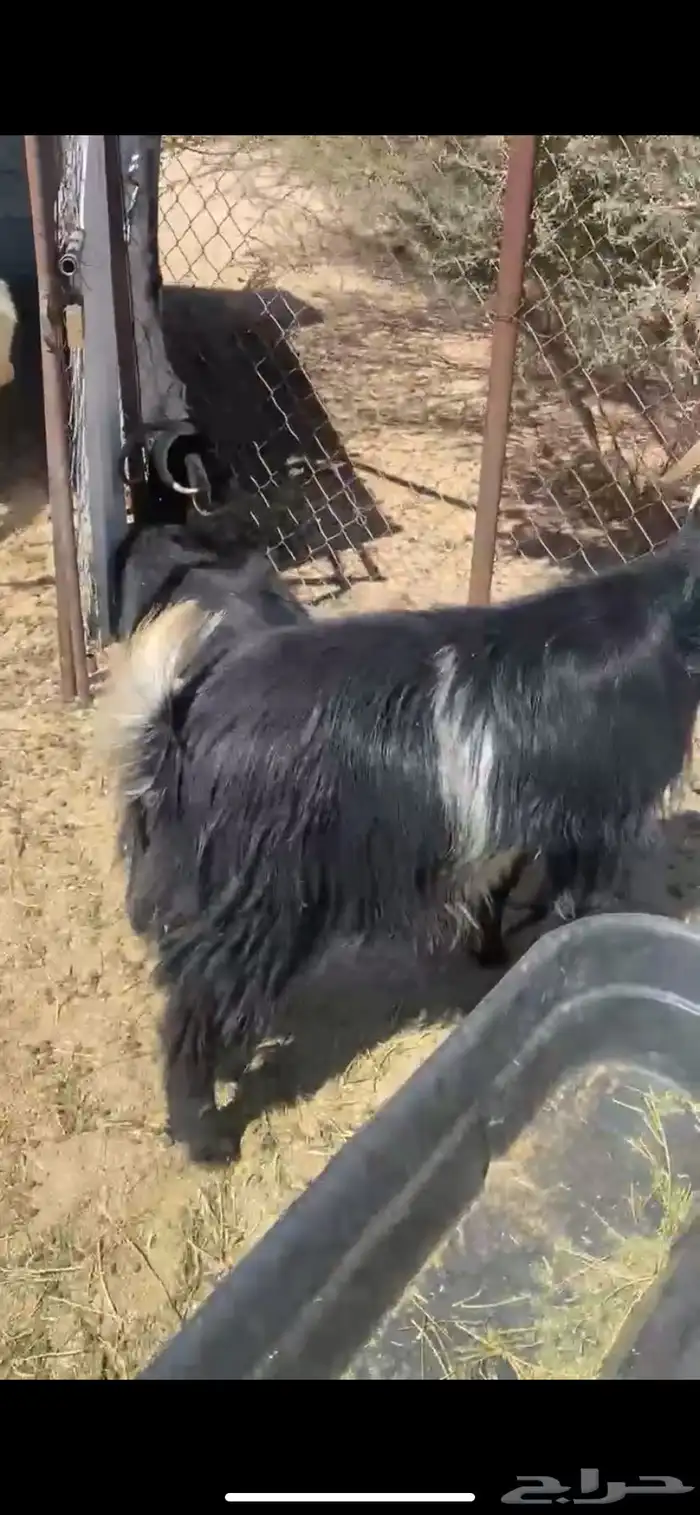 11 من المعزا 3