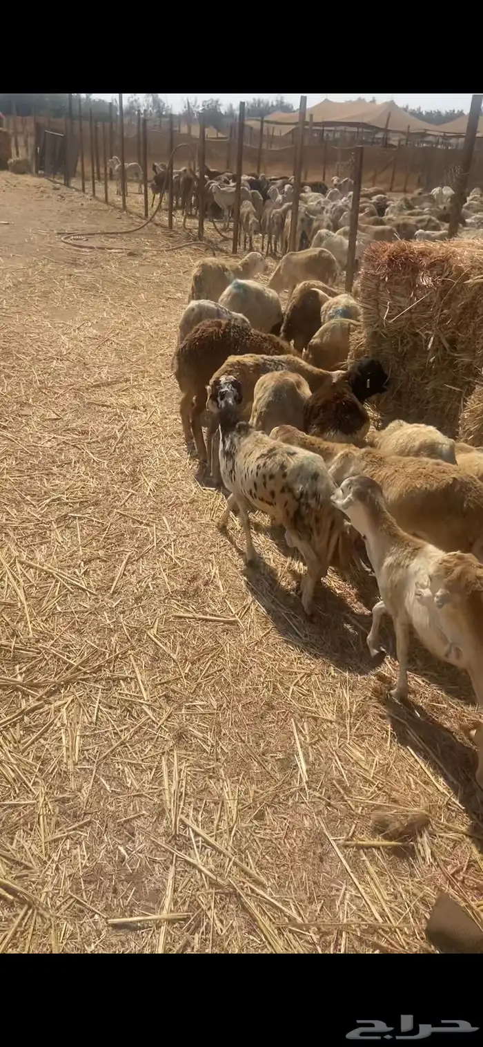 رفيدي جمله 3