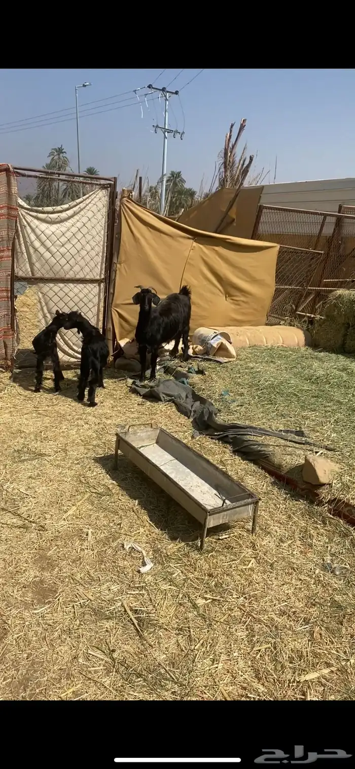 شاه بيهيم عليها تيس وعناق ودافع سنعها رباع مقشع سديس مشروطه 3