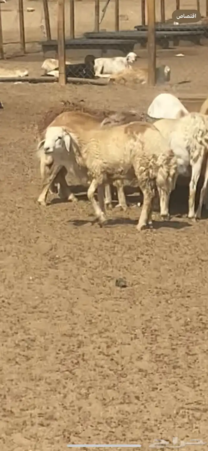 رفيدي جمله 7