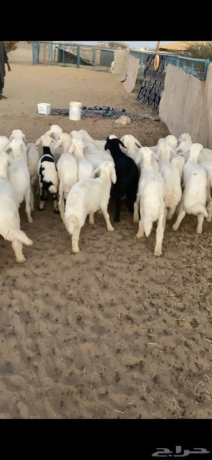 بهم تربيه تم البيع اضغط متابعه يصلك كل جديد 0