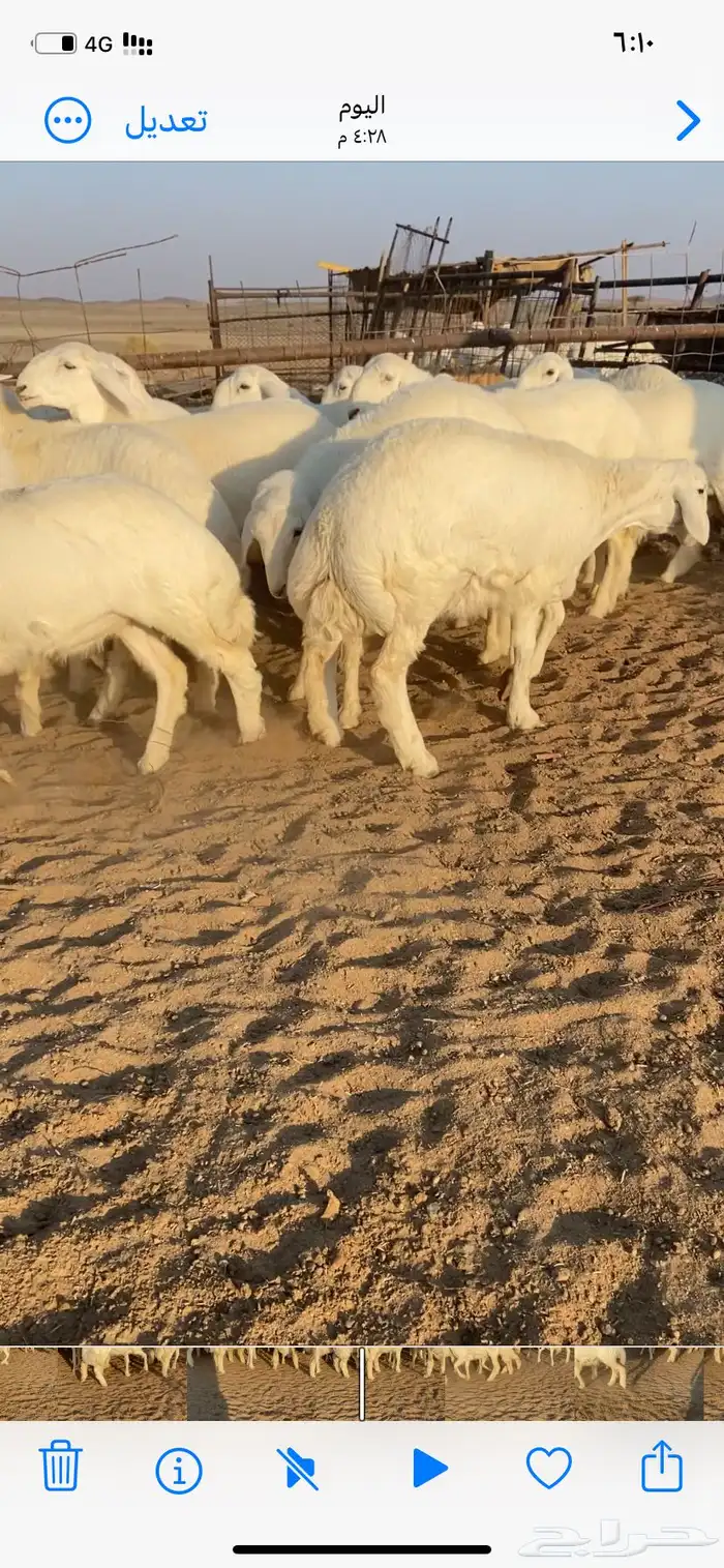 غنم صنف مقاني 1