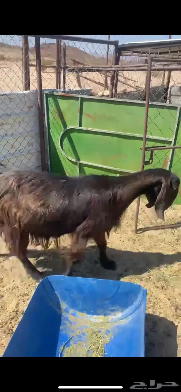 11 من المعزا 0