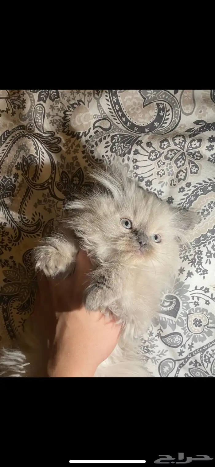 قط هيمالايا 1