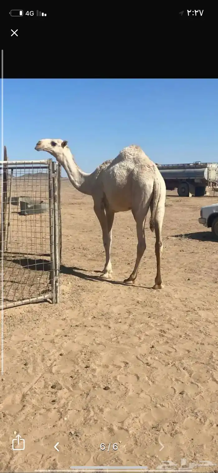 قعود للبيع 0