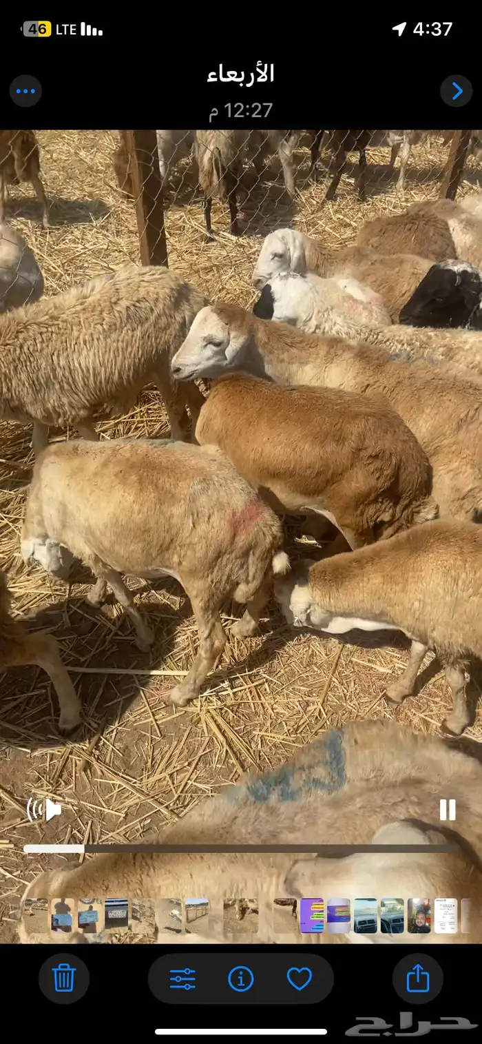 رفيدي جمله 1